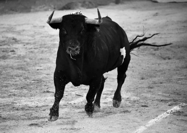 Tourada Espanhola Com Touro Com Chifres Grandes — Fotografia de Stock