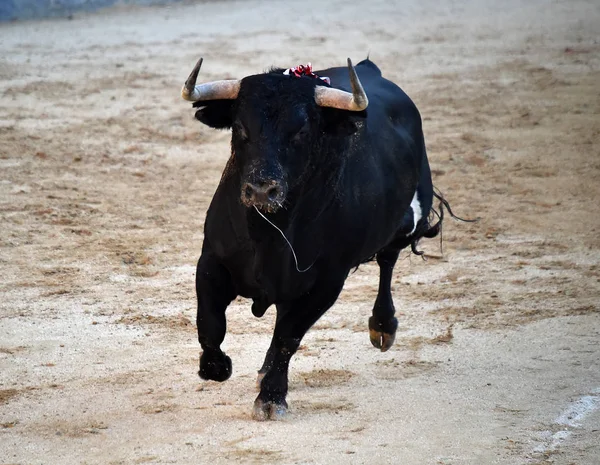 Spansk Tjurfäktning Med Tjur Med Stora Horn — Stockfoto