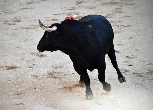 Büyük Boynuzları Ile Boğa Ile Spanyol Boğa Güreşi — Stok fotoğraf