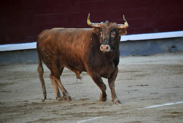 Španělský Býčí Zápasy Býkem Velkými Rohy — Stock fotografie