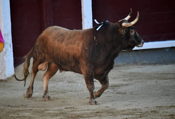 Spanish Bullfight Bull Big Horns — Stock Photo, Image
