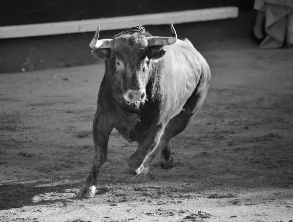 Spanischer Stierkampf Mit Stier Mit Großen Hörnern — Stockfoto