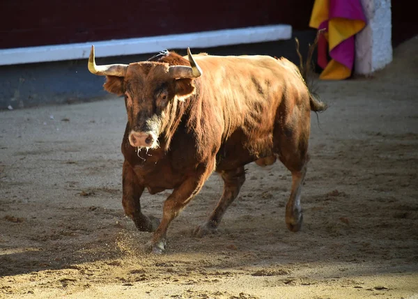 Tauromaquia Española Con Toro Con Cuernos Grandes —  Fotos de Stock