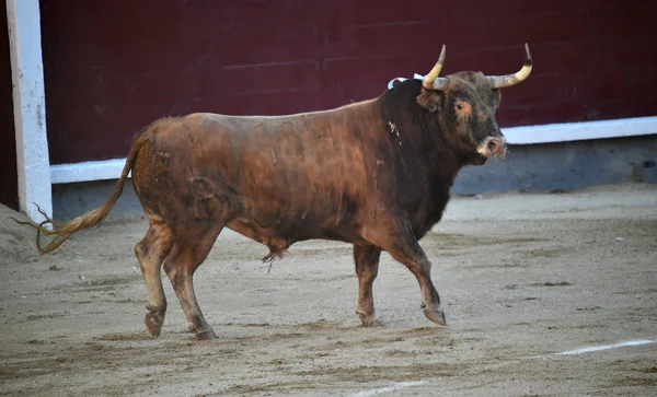 Corrida Espagnole Avec Taureau Grosses Cornes — Photo