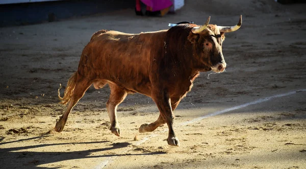 Hiszpański Bullfight Byka Dużymi Rogami — Zdjęcie stockowe