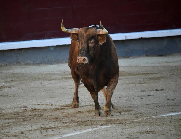 Hiszpański Bullfight Byka Dużymi Rogami — Zdjęcie stockowe