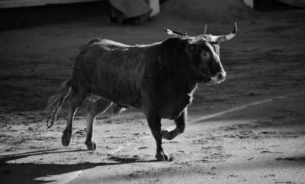 Spanischer Stierkampf Mit Stier Mit Großen Hörnern — Stockfoto
