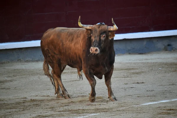 大きな角を持つ雄牛とスペインの闘牛 — ストック写真