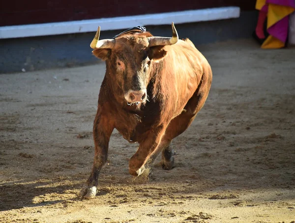 大きな角を持つ雄牛とスペインの闘牛 — ストック写真