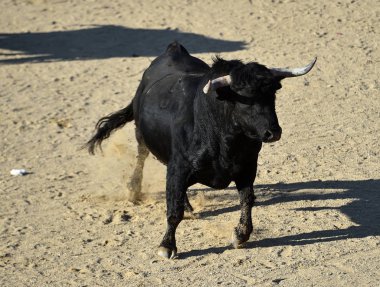 İspanya boğa güreşi geleneksel bir gösteri İspanyol boğa
