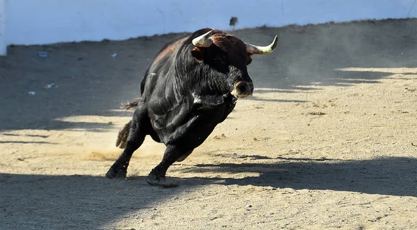 Spaanse Stier Een Traditioneel Spektakel Stierenarena Spanje — Stockfoto
