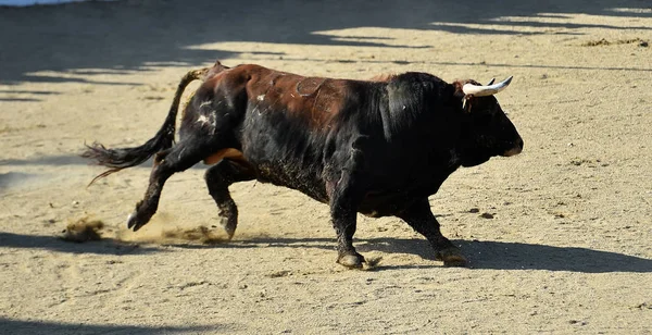 Touro Espanhol Espetáculo Tradicional Tournée Espanha — Fotografia de Stock