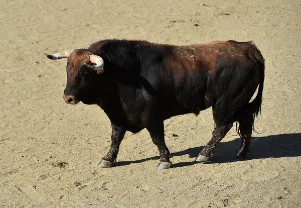 Toro Español Espectáculo Tradicional Sobre Plaza Toros España — Foto de Stock