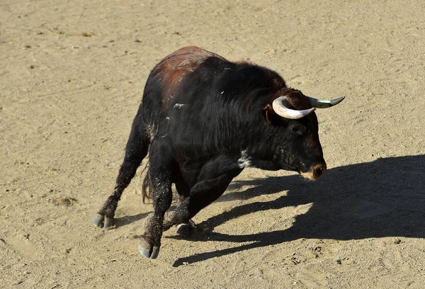Toro Spagnolo Uno Spettacolo Tradizionale Bullring Sulla Spagna — Foto Stock
