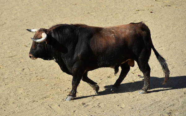 Toro Spagnolo Uno Spettacolo Tradizionale Bullring Sulla Spagna — Foto Stock