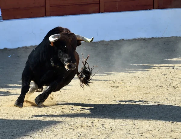 Spanischer Stier Bei Einem Traditionellen Spektakel Auf Der Stierkampfarena Spanien — Stockfoto