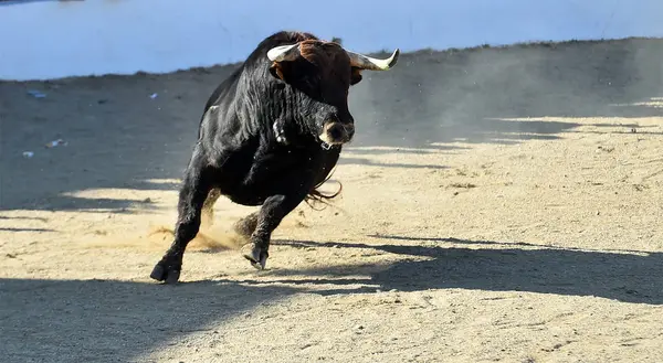 Spansk Tjur Ett Traditionellt Spektakel Tjurfäktningsarenan Spanien — Stockfoto