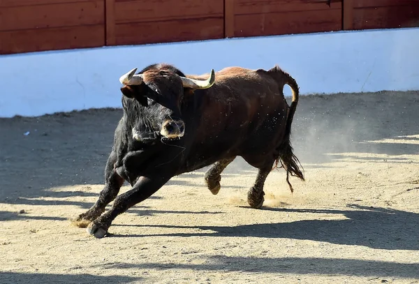 Touro Espanhol Espetáculo Tradicional Tournée Espanha — Fotografia de Stock