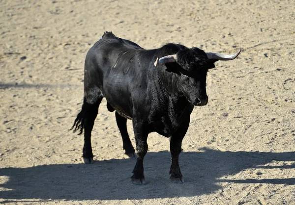 Toro Español Espectáculo Tradicional Sobre Plaza Toros España — Foto de Stock