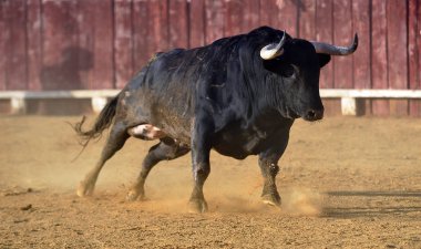 İspanya'da geleneksel bir gösteri de büyük boynuzları ile İspanyol boğa boğa