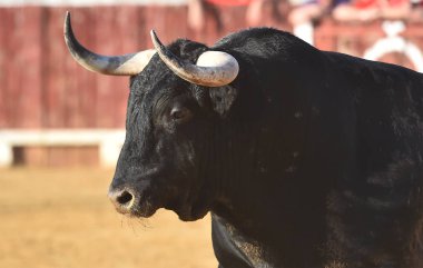 İspanya'da geleneksel bir gösteri de büyük boynuzları ile İspanyol boğa boğa