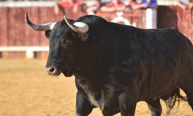 İspanya'da geleneksel bir gösteri de büyük boynuzları ile İspanyol boğa boğa