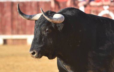 İspanya'da geleneksel bir gösteri de büyük boynuzları ile İspanyol boğa boğa
