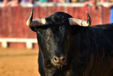 İspanya'da geleneksel bir gösteri de büyük boynuzları ile İspanyol boğa boğa