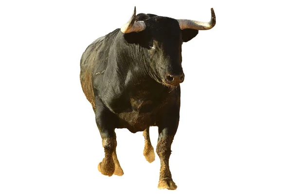 公牛在西班牙的传统奇观与大角大牛 — 图库照片