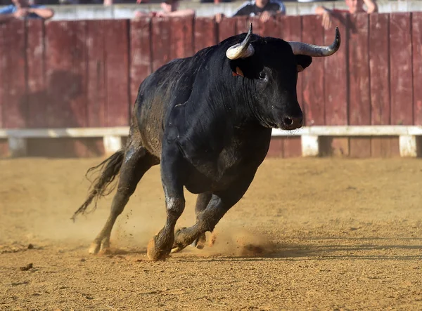 Bull Spaanse Stierenarena Met Grote Hoorns Een Traditioneel Spektakel Spanje — Stockfoto