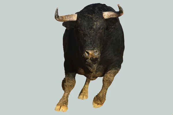 Bull Spansk Tjurfäktningsarena Med Stora Horn Ett Traditionellt Spektakel Spanien — Stockfoto
