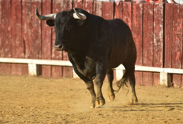 Toro Bullring Spagnolo Con Grandi Corna Uno Spettacolo Tradizionale Spagna — Foto Stock