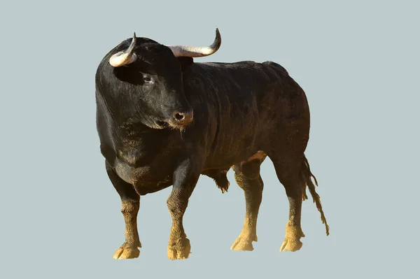 スペインの伝統的な光景で大きな角でスペインの闘牛で雄牛 — ストック写真