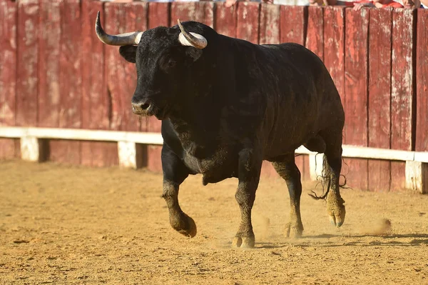 Bull Spansk Tjurfäktningsarena Med Stora Horn Ett Traditionellt Spektakel Spanien — Stockfoto