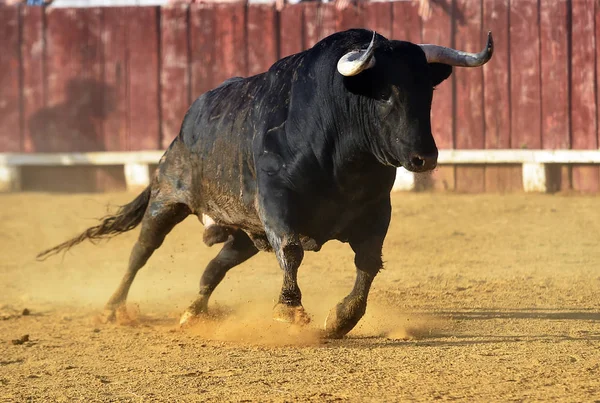 Touro Touro Espanhol Com Chifres Grandes Espetáculo Tradicional Espanha — Fotografia de Stock