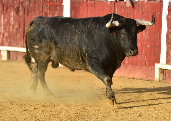 İspanya'da geleneksel bir gösteri de büyük boynuzları ile İspanyol boğa boğa