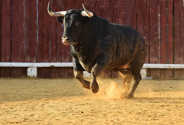 Stier Spanischer Stierkampfarena Mit Großen Hörnern Bei Einem Traditionellen Spektakel — Stockfoto