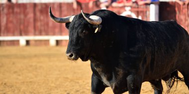 boğa İspanyol boğa koşusu