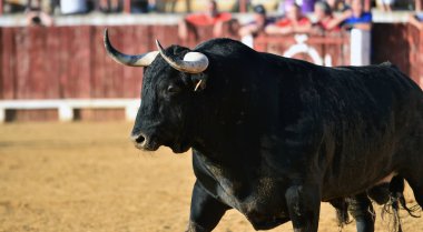 boğa İspanyol boğa koşusu