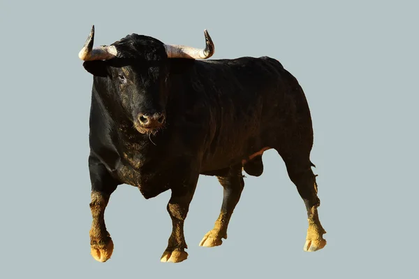 Bull Running Spanska Tjurfäktningsarenan — Stockfoto