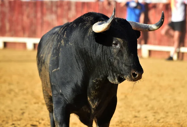 boğa İspanyol boğa koşusu