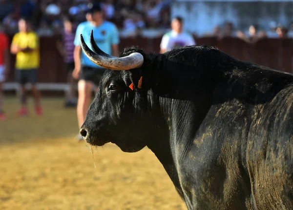 Der Stier Läuft Der Spanischen Stierkampfarena — Stockfoto