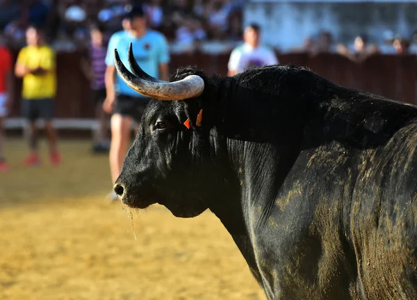 Bika Futó Spanyol Bikaviadal — Stock Fotó