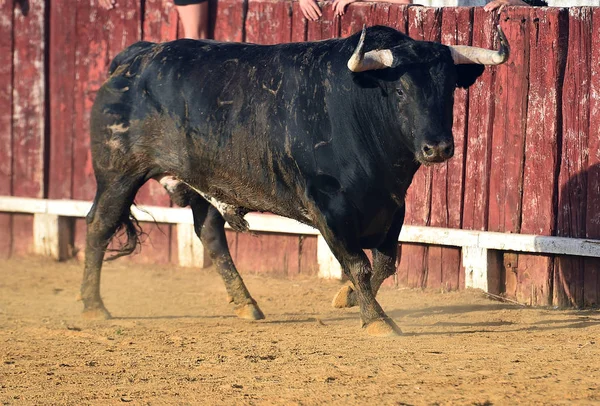 Toro Corriendo Plaza Toros Española — Foto de Stock