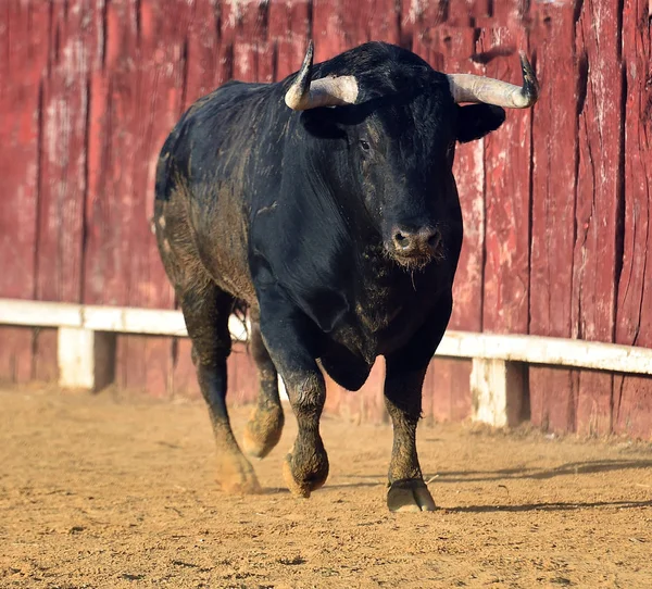 boğa İspanyol boğa koşusu
