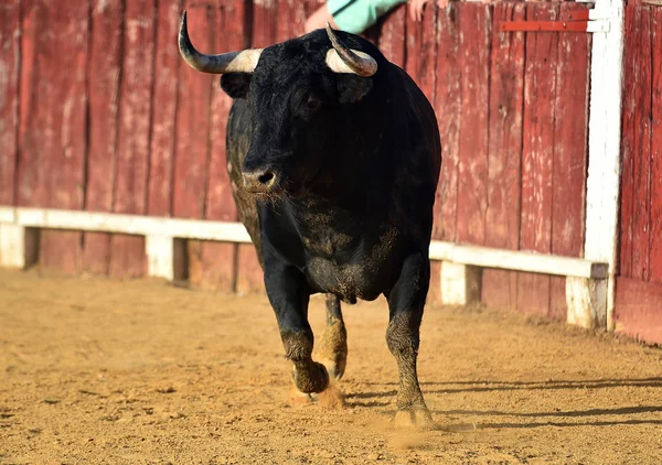 Bull Running Spanska Tjurfäktningsarenan — Stockfoto