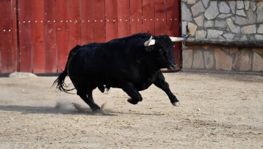 boğa İspanyol boğa koşusu