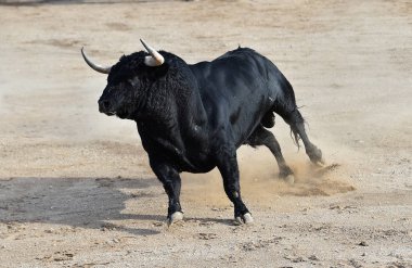 boğa İspanyol boğa koşusu