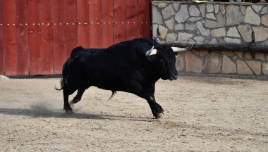 boğa İspanyol boğa koşusu
