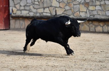 boğa İspanyol boğa koşusu